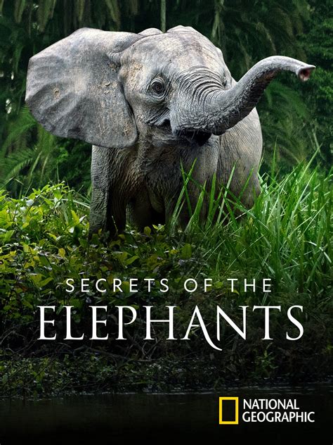 secrets of the elephants myflixer